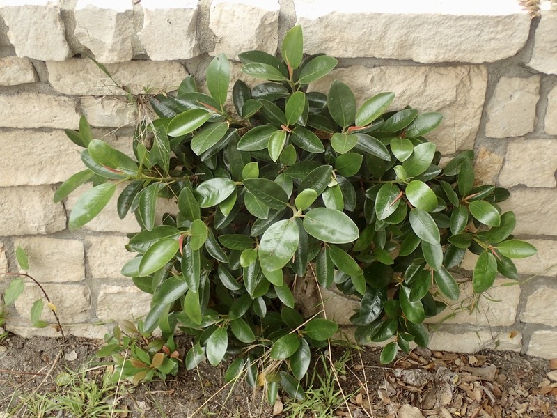 Port Jackson Fig photo 5