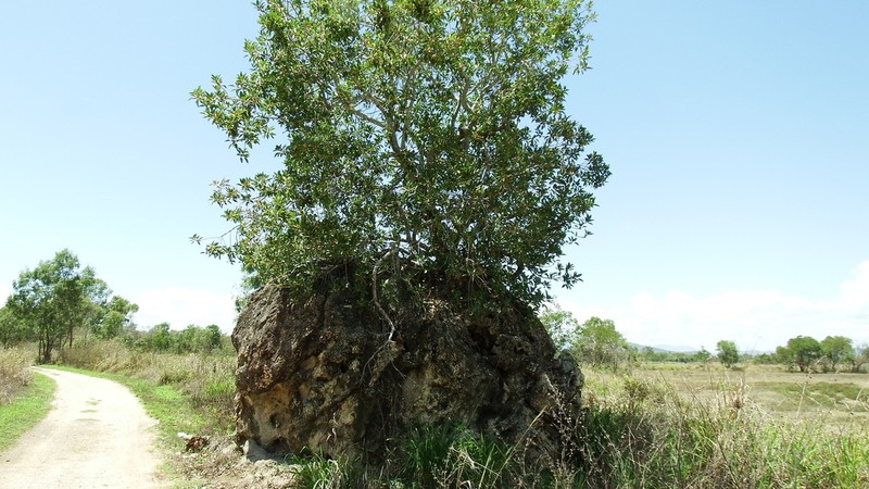 Port Jackson Fig photo 6