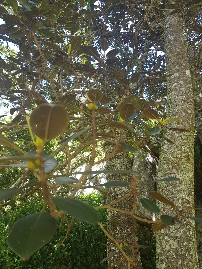 Port Jackson Fig photo 8
