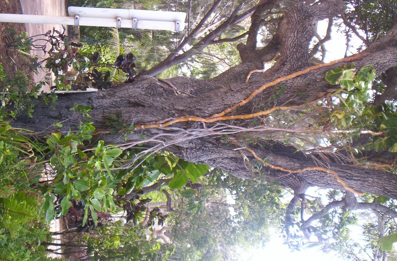 Port Jackson Fig