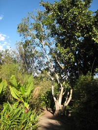 Ficus rubra