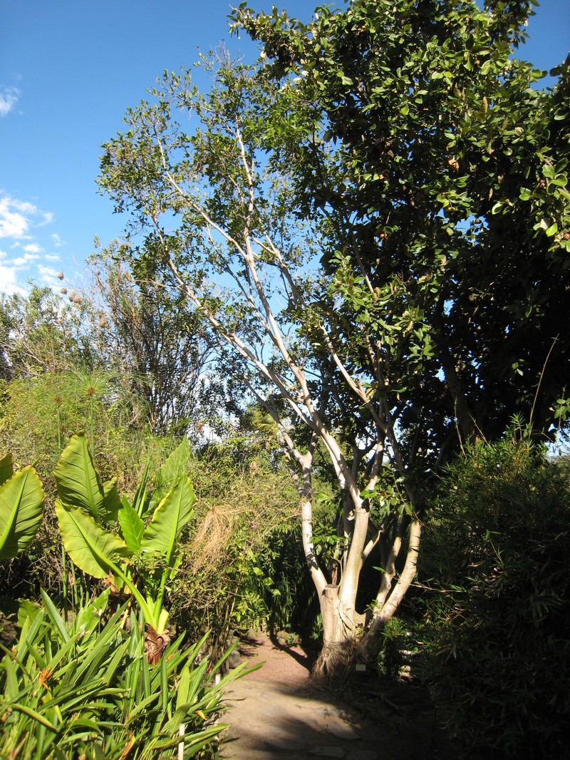 Ficus rubra