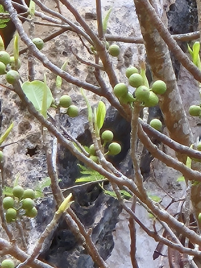 Ficus rubra photo 2