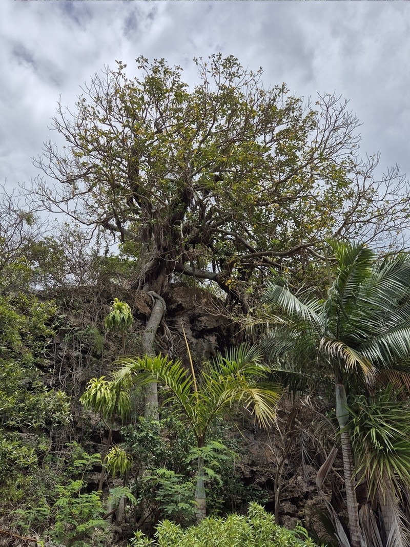 Ficus rubra photo 3