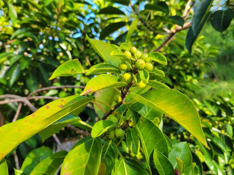 Ficus rubra photo 4