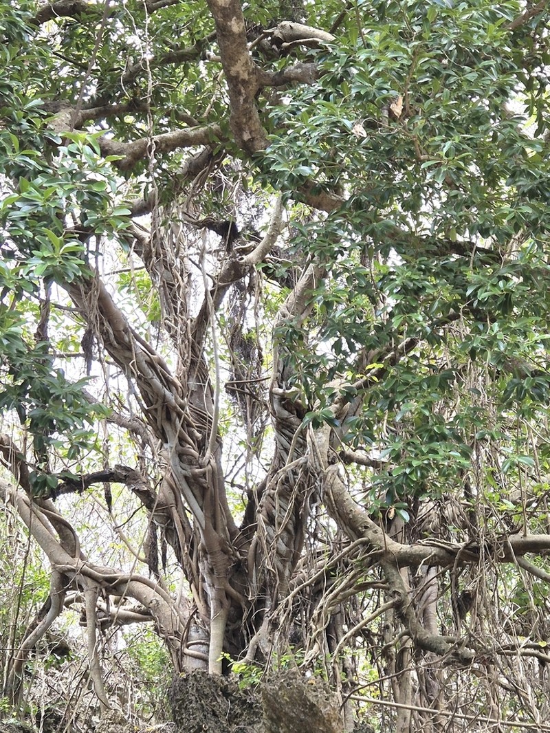 Ficus rubra photo 5