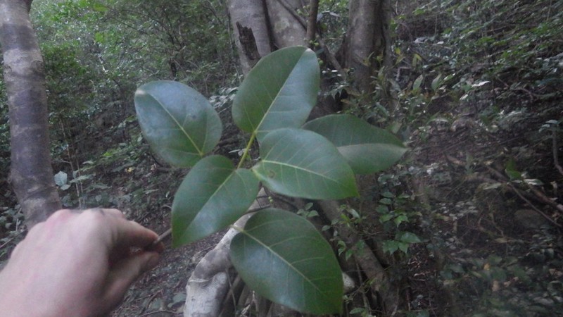 Ficus rubra photo 6