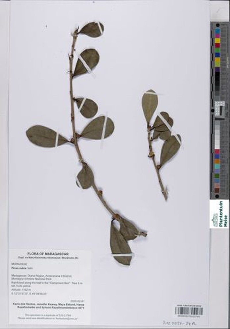 Ficus rubra photo 7