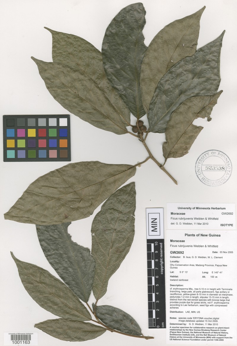 Ficus rubrijuvenis