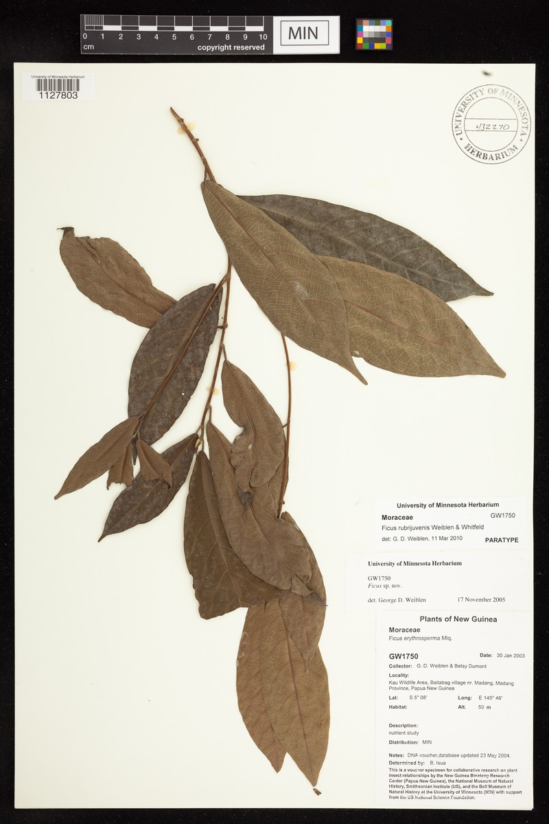 Ficus rubrijuvenis photo 2