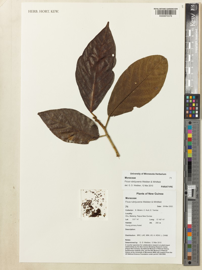 Ficus rubrijuvenis photo 3