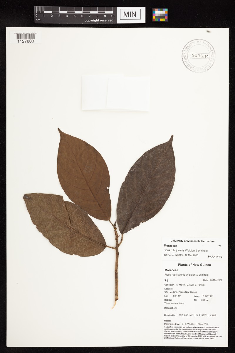 Ficus rubrijuvenis photo 4