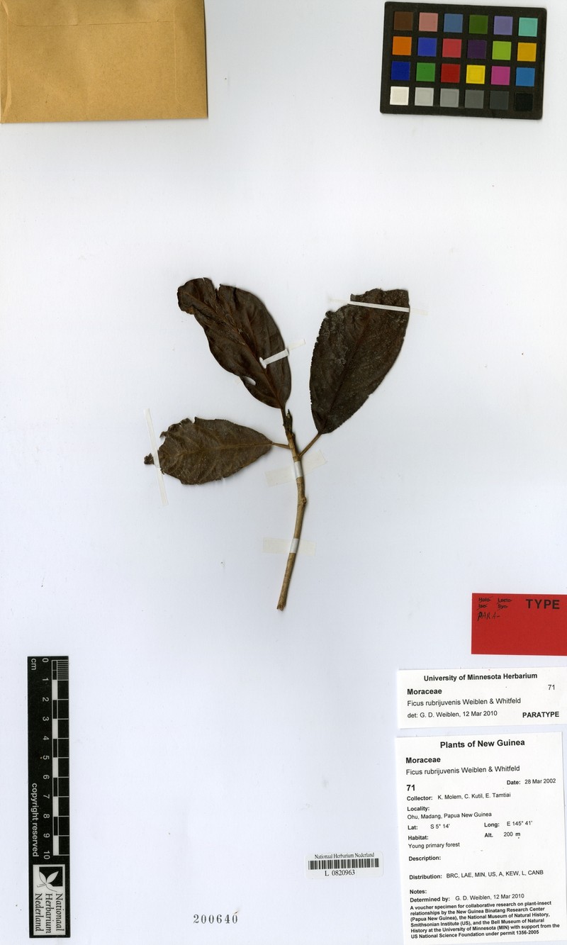 Ficus rubrijuvenis photo 5