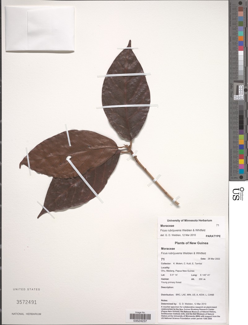 Ficus rubrijuvenis photo 6