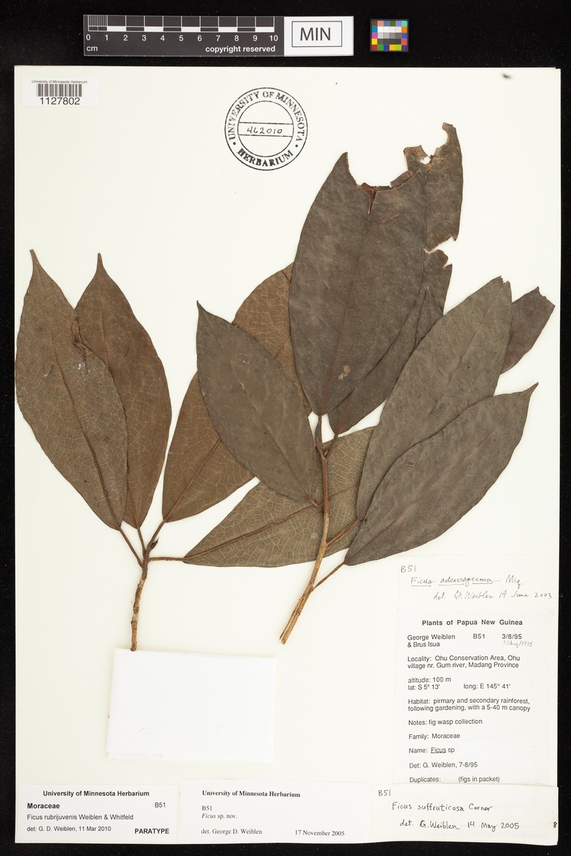 Ficus rubrijuvenis photo 7