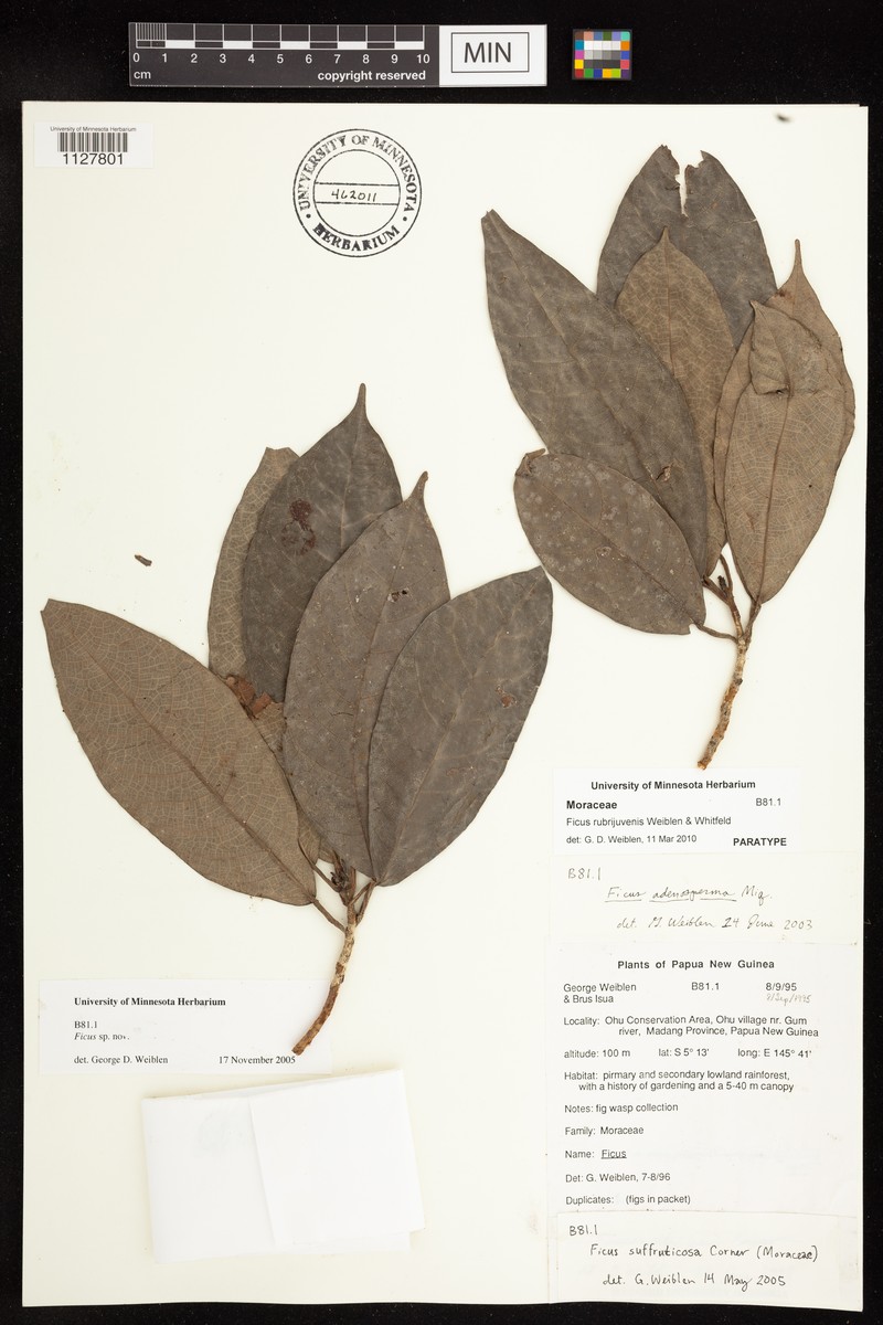 Ficus rubrijuvenis photo 8