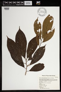 Ficus rubrivestimenta