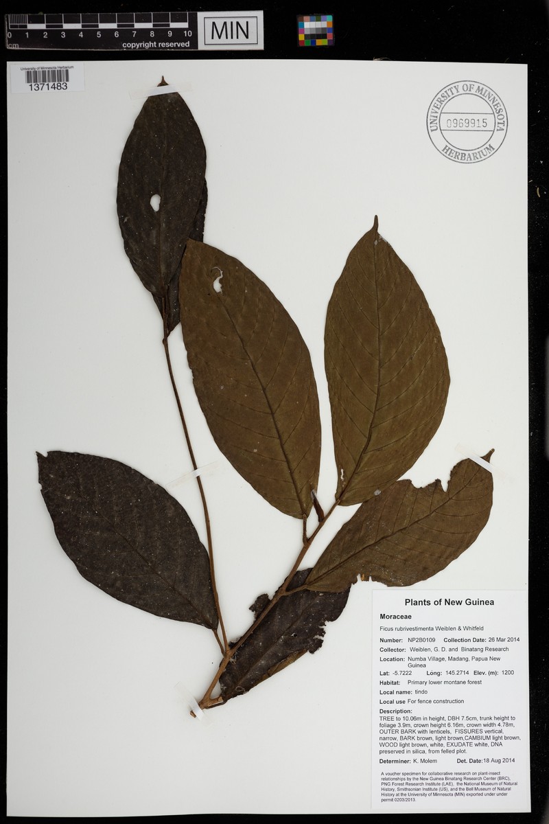 Ficus rubrivestimenta photo 2