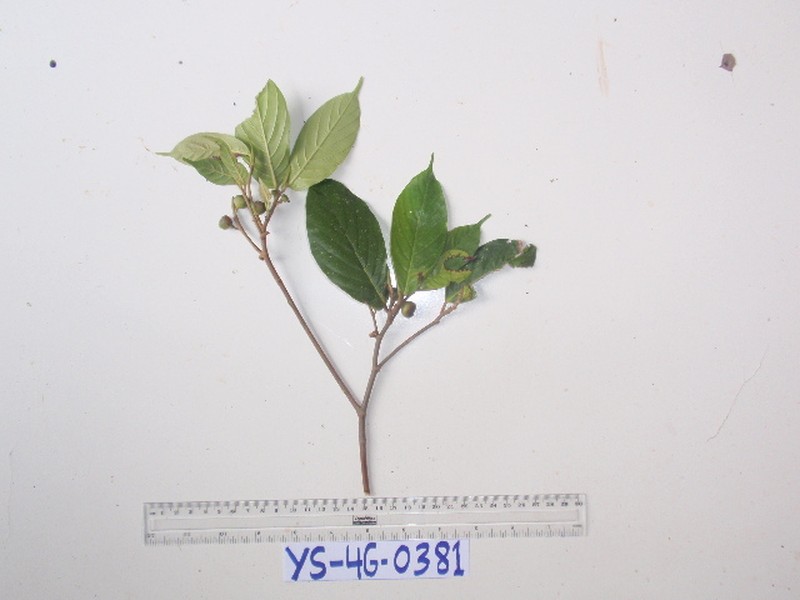 Ficus rubrivestimenta photo 3