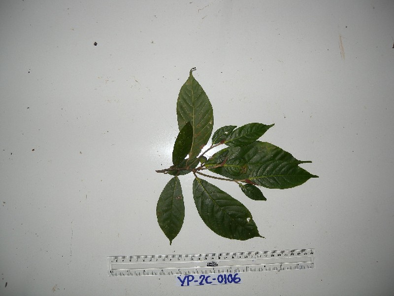 Ficus rubrivestimenta photo 4