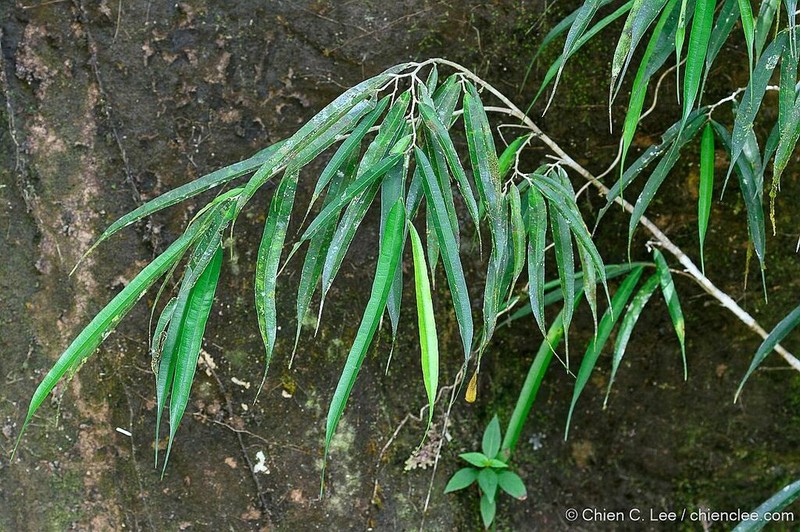 Ficus rubrocuspidata