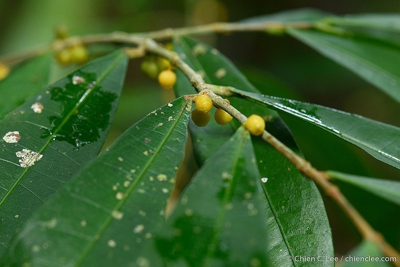 Ficus rubrocuspidata photo 3
