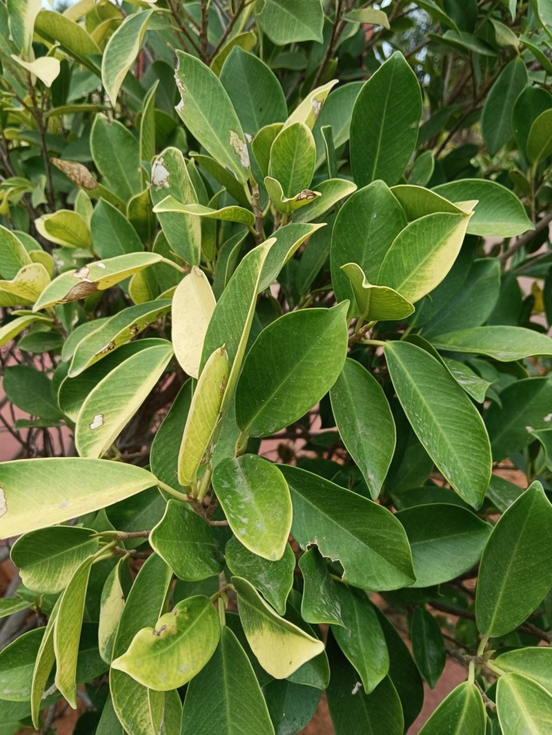 Ficus rubrocuspidata photo 4