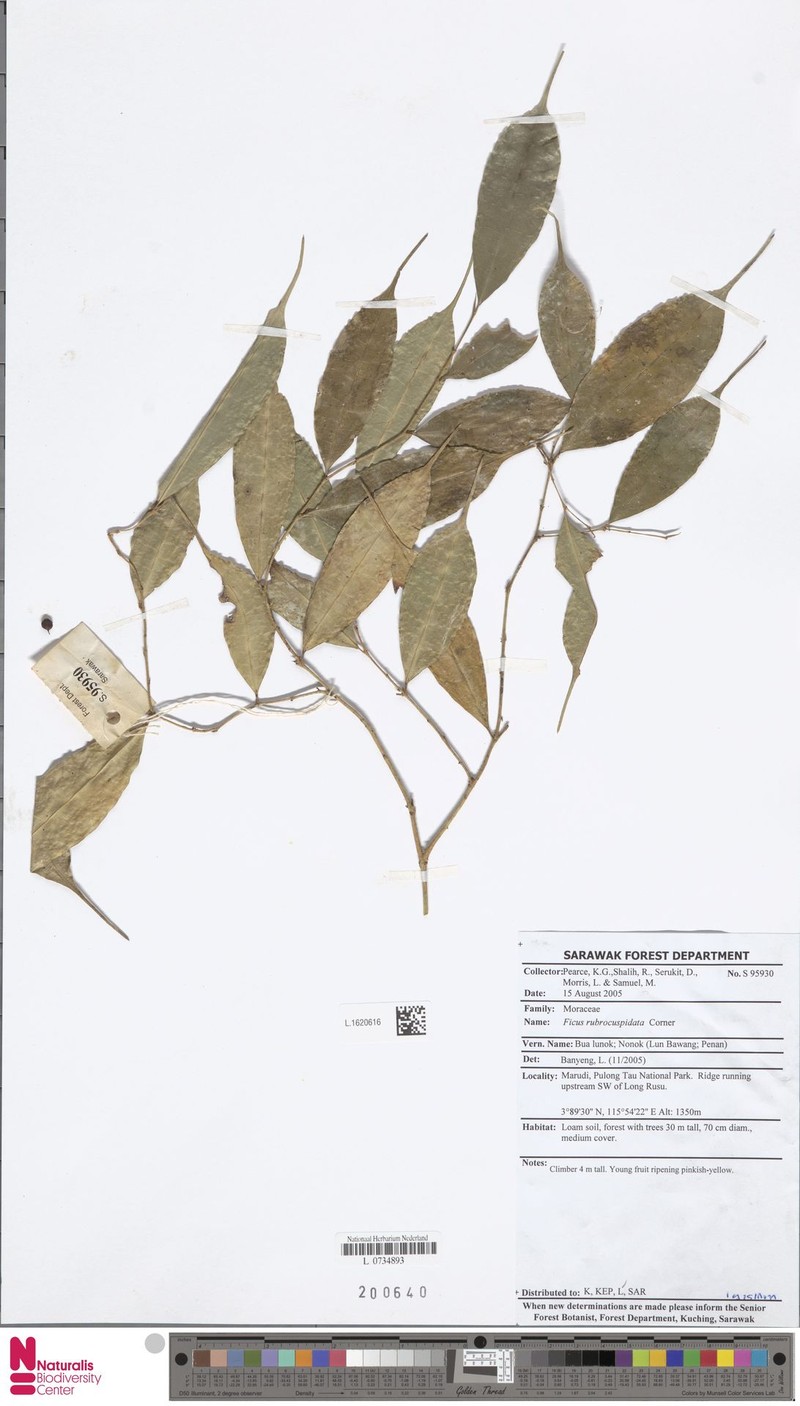 Ficus rubrocuspidata photo 5