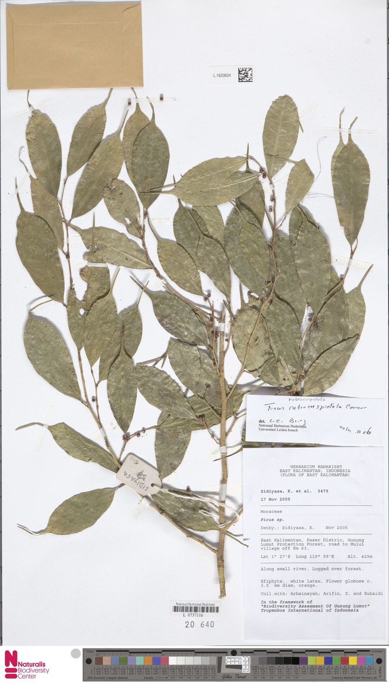 Ficus rubrocuspidata photo 6