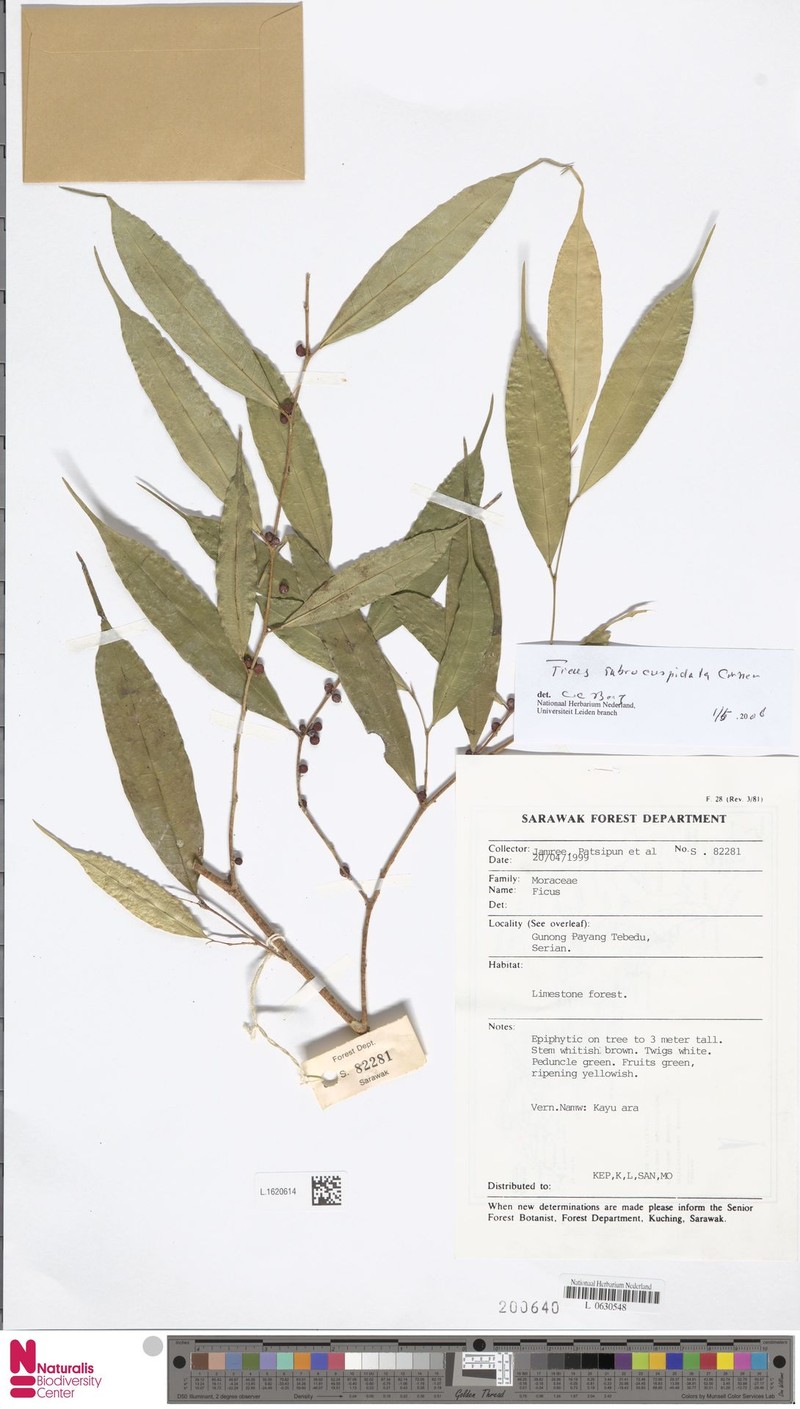 Ficus rubrocuspidata photo 7