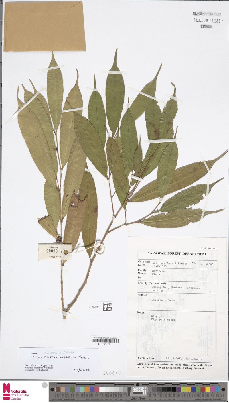 Ficus rubrocuspidata photo 8