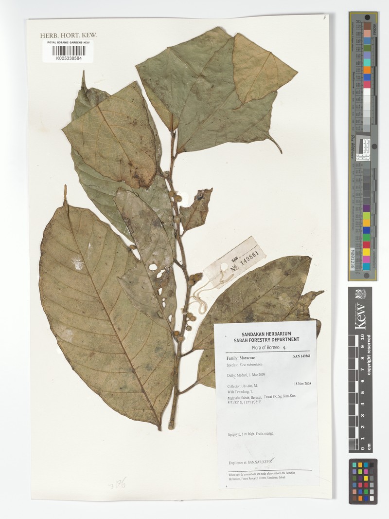 Ficus rubromidotis