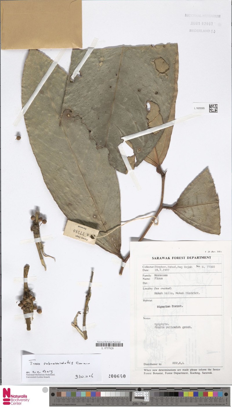 Ficus rubromidotis photo 2
