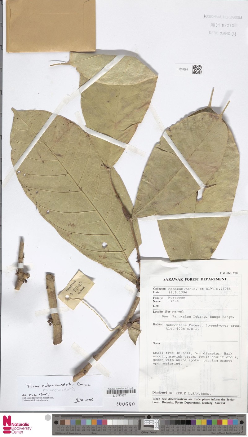Ficus rubromidotis photo 3