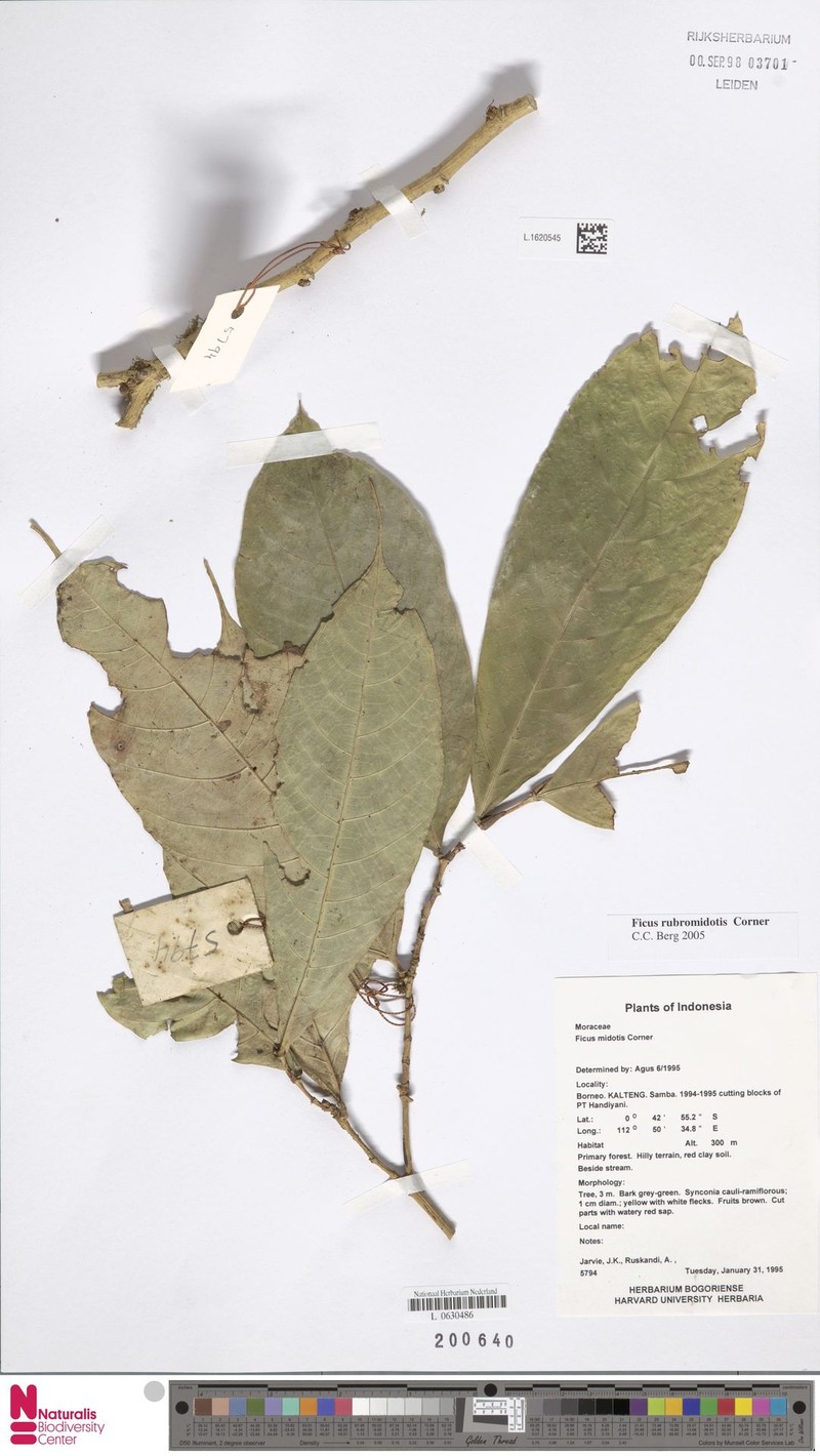 Ficus rubromidotis photo 4