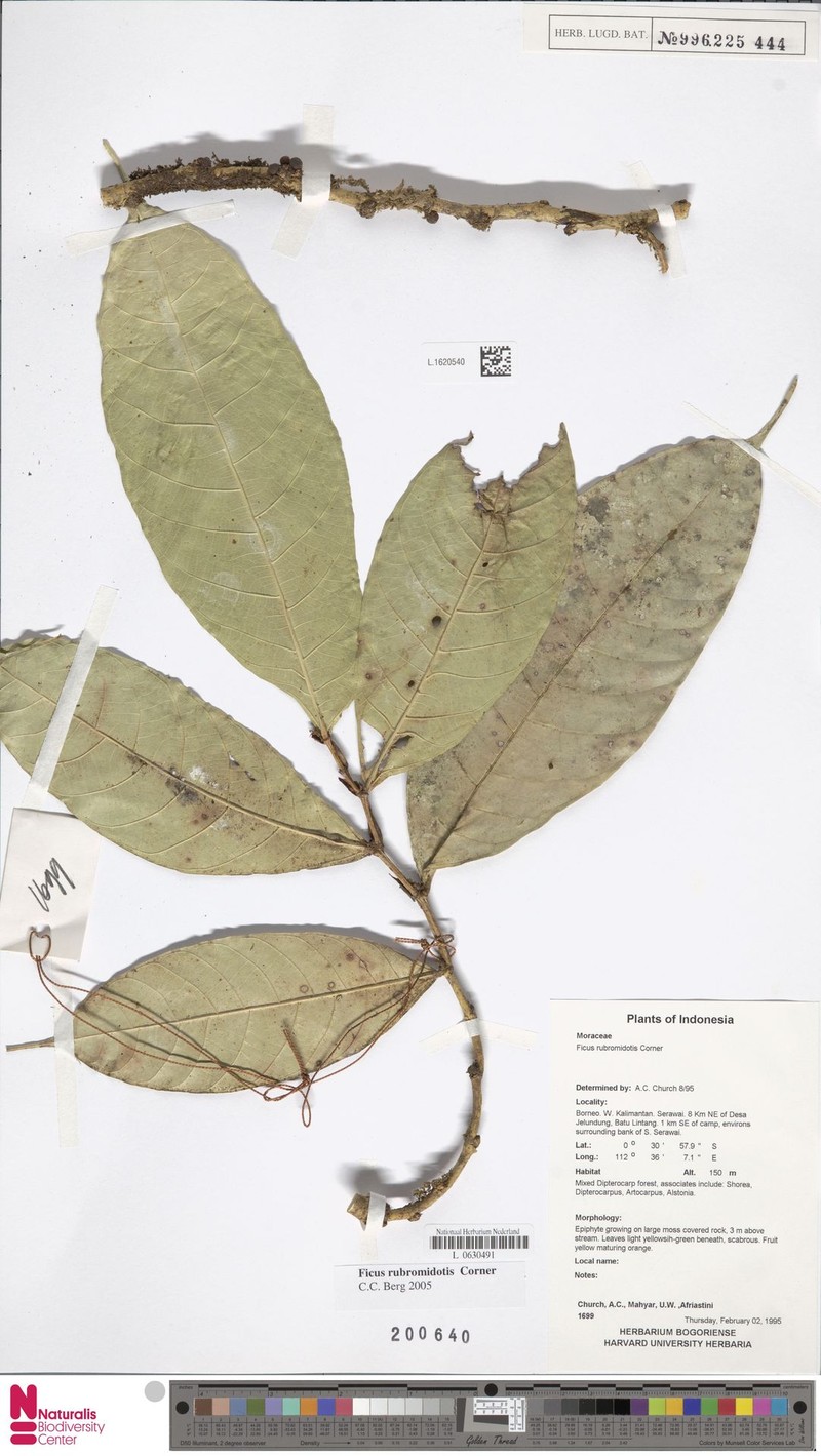 Ficus rubromidotis photo 5