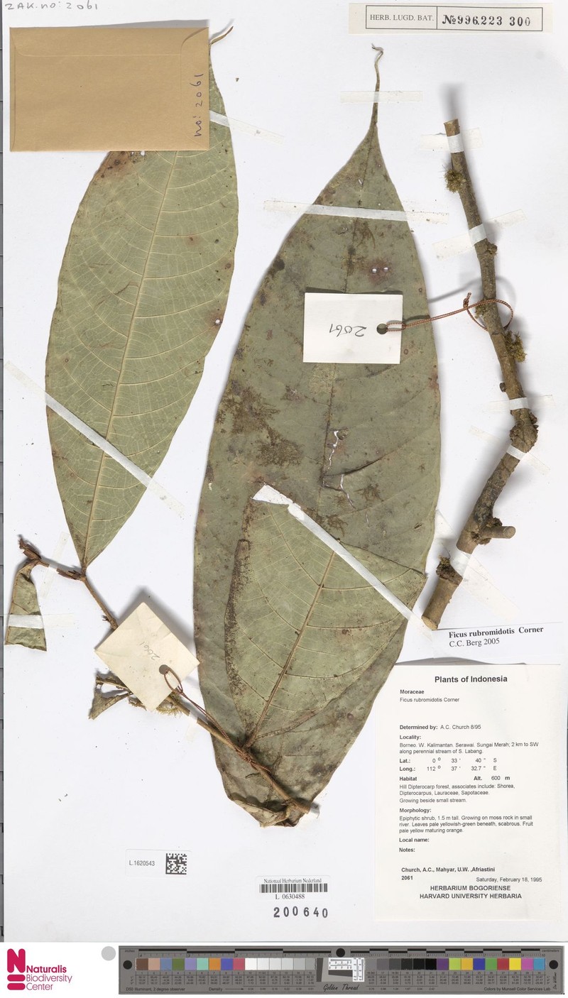 Ficus rubromidotis photo 6