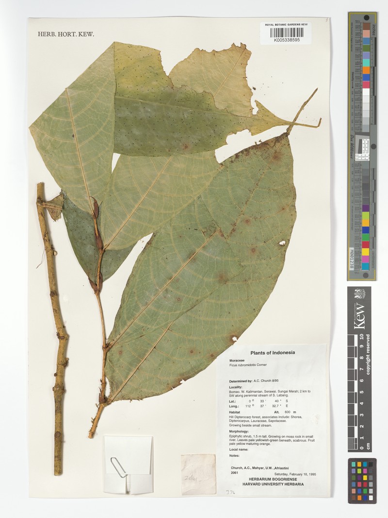 Ficus rubromidotis photo 7