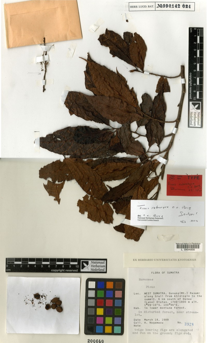 Ficus rubrosyce