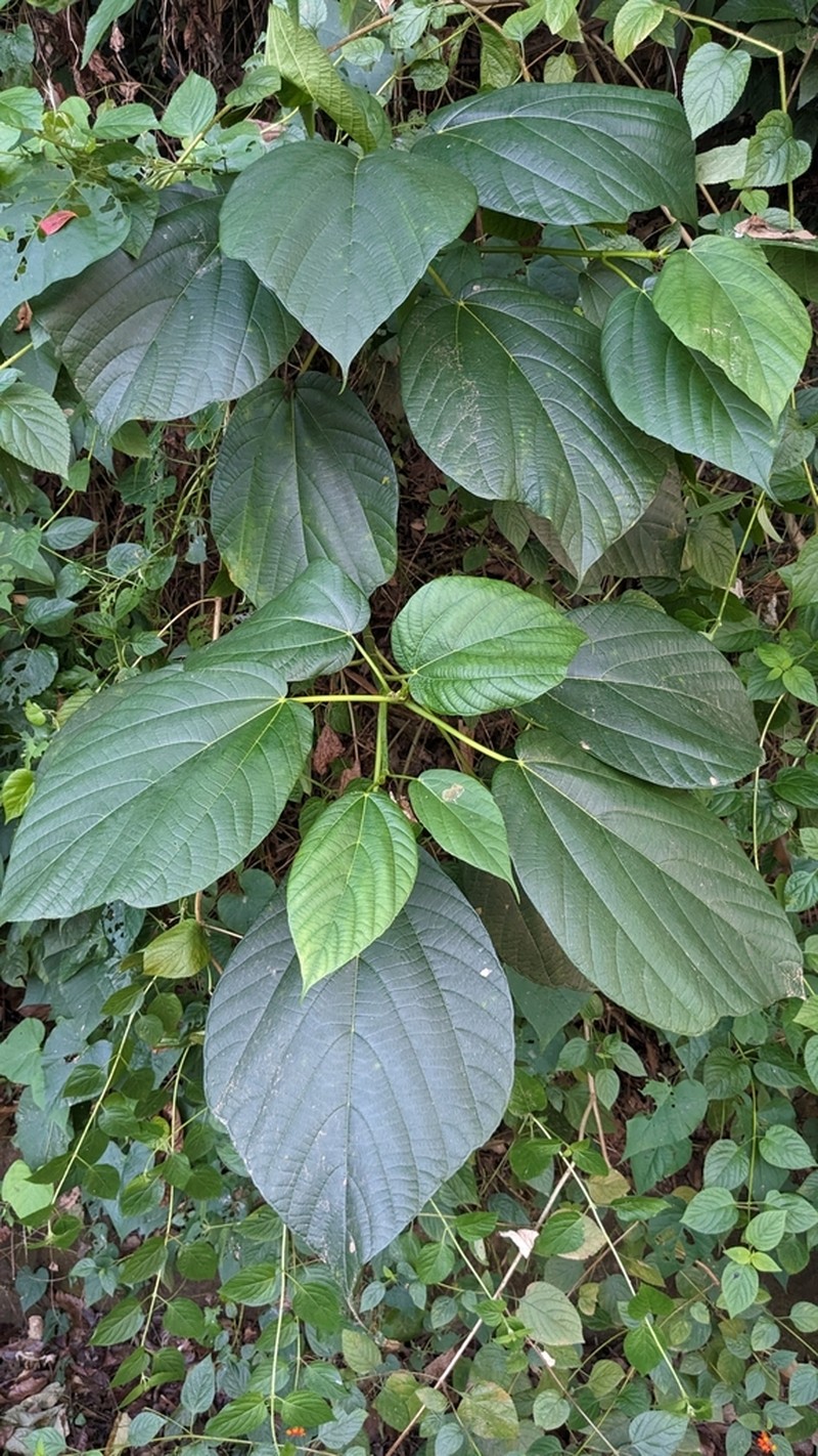 Ficus ruficaulis