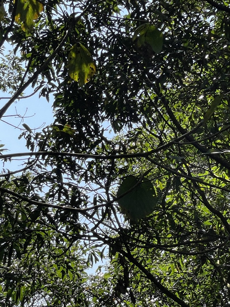 Ficus ruficaulis photo 2