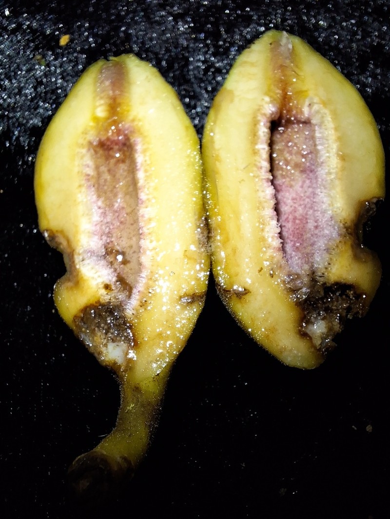 Ficus ruficaulis photo 3