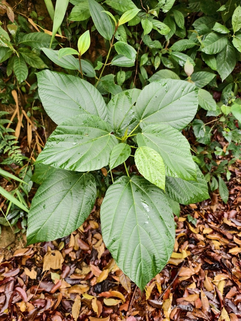 Ficus ruficaulis photo 4