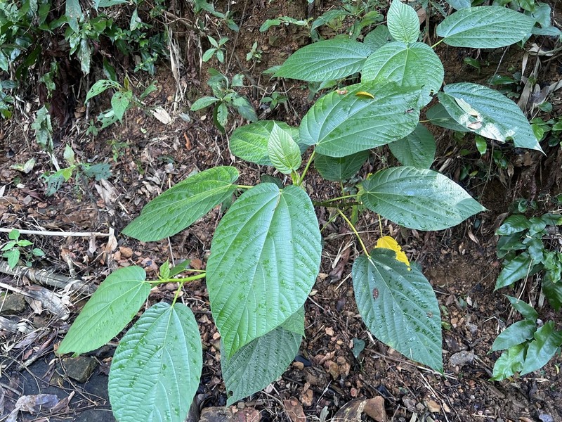 Ficus ruficaulis photo 5