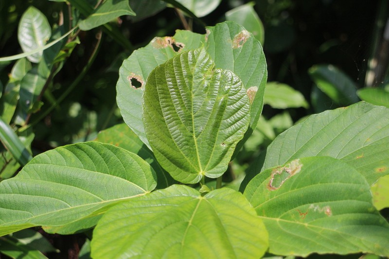Ficus ruficaulis photo 6