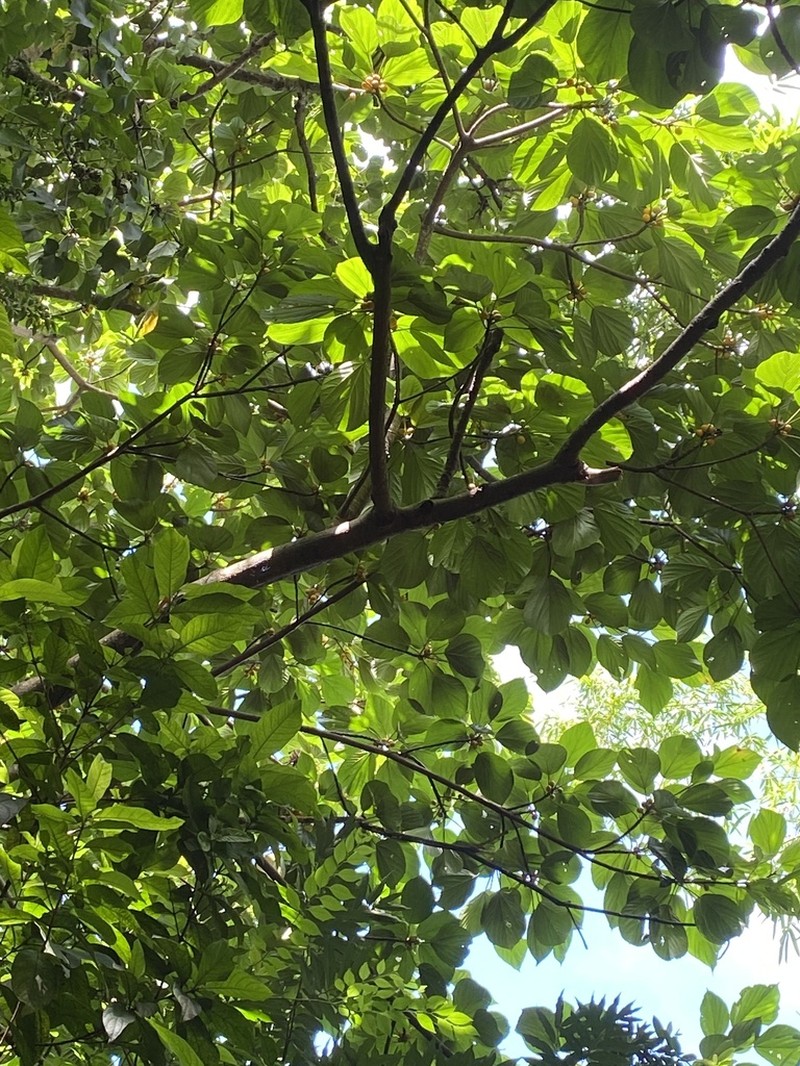 Ficus ruficaulis photo 7