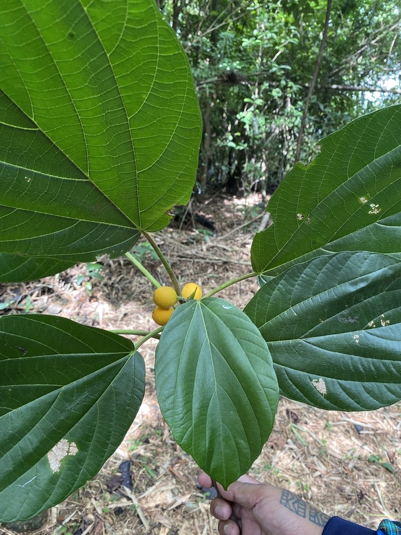 Ficus ruficaulis photo 8