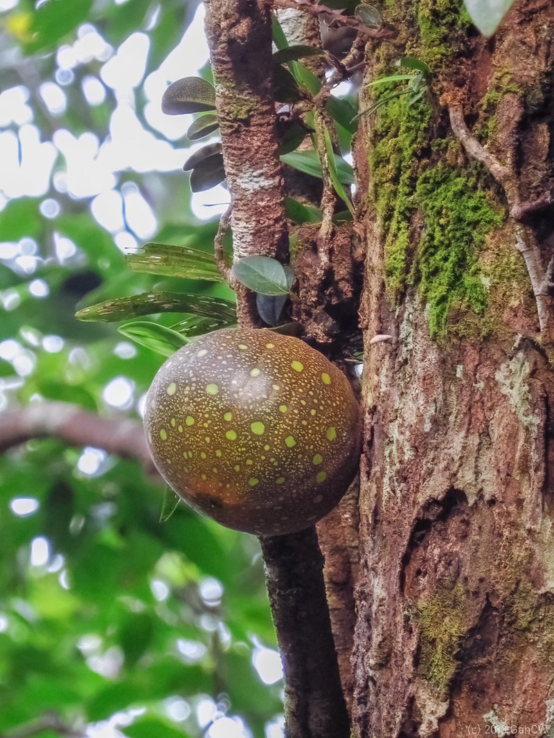 Ficus ruginervia
