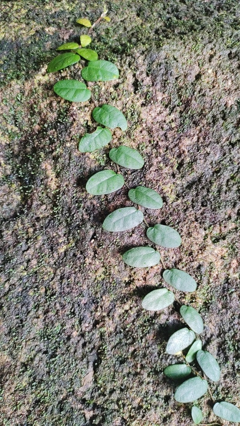 Ficus ruginervia photo 2