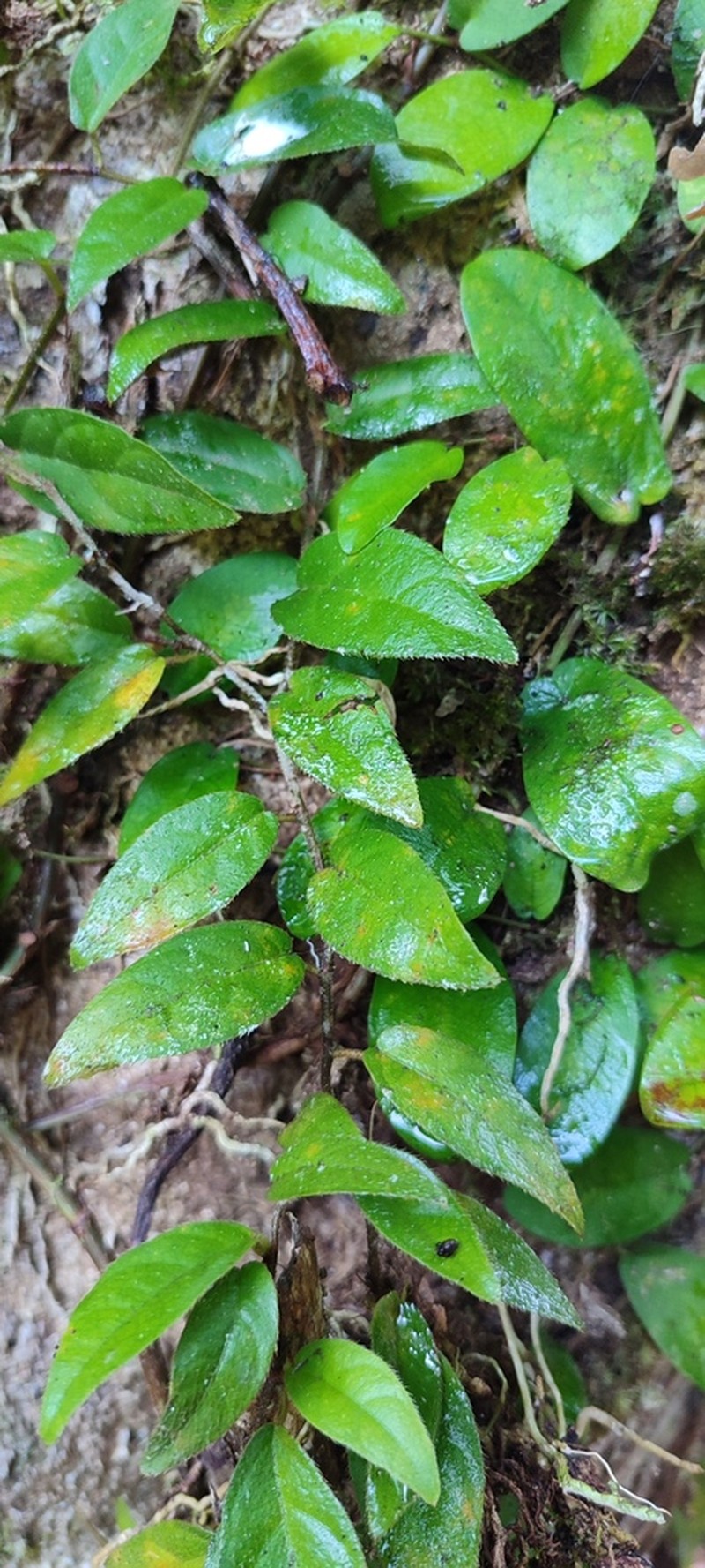 Ficus ruginervia photo 3